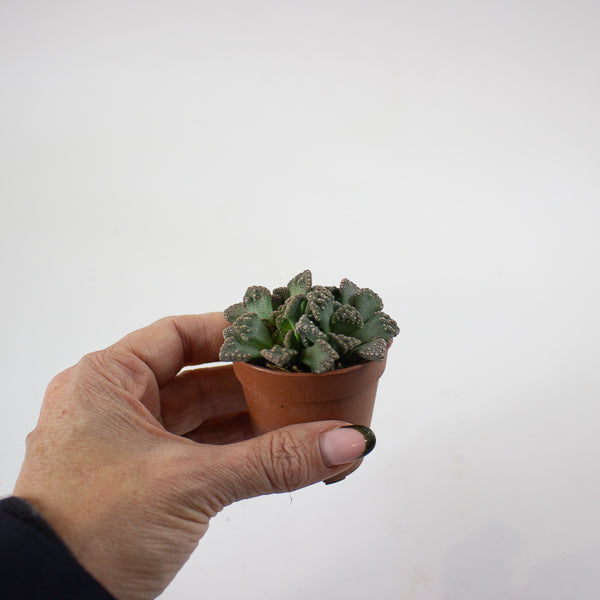 Titanopsis calcarea 5.5cm H10cm