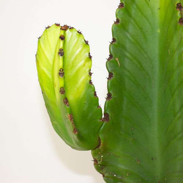 Euphorbia ingens 21cm H60cm