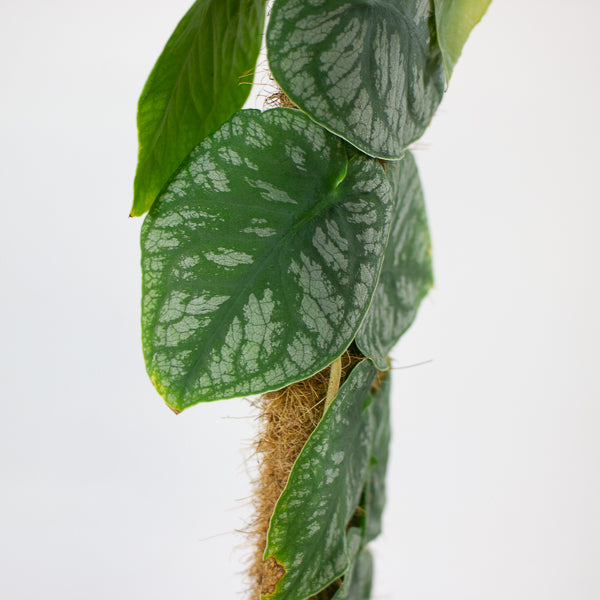 Monstera dubia 14cm H45cm