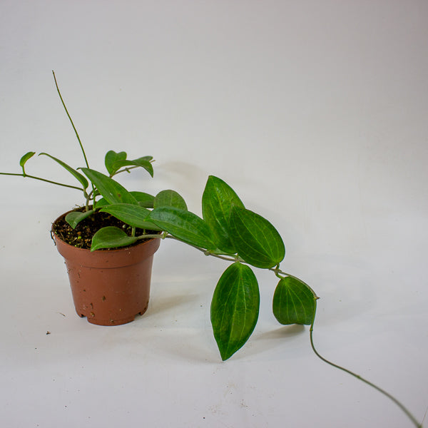 Hoya sp. UT208 12cm H15cm