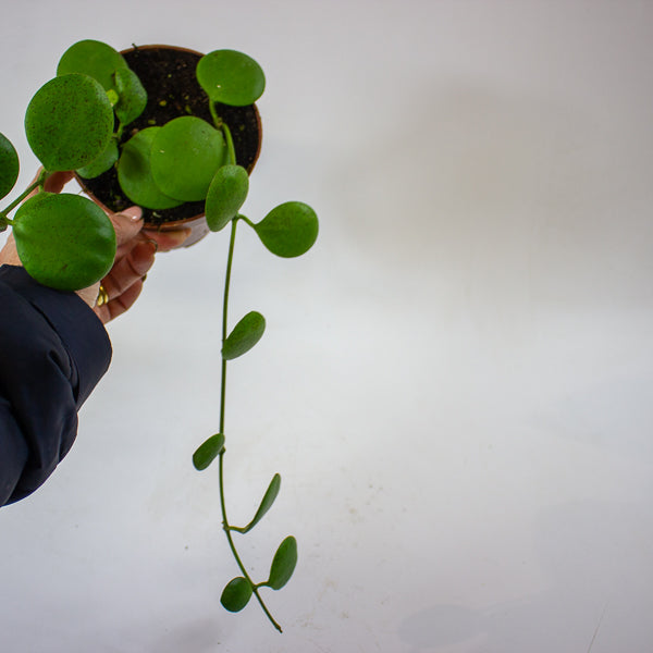 Hoya kastbergii 12cm H15cm