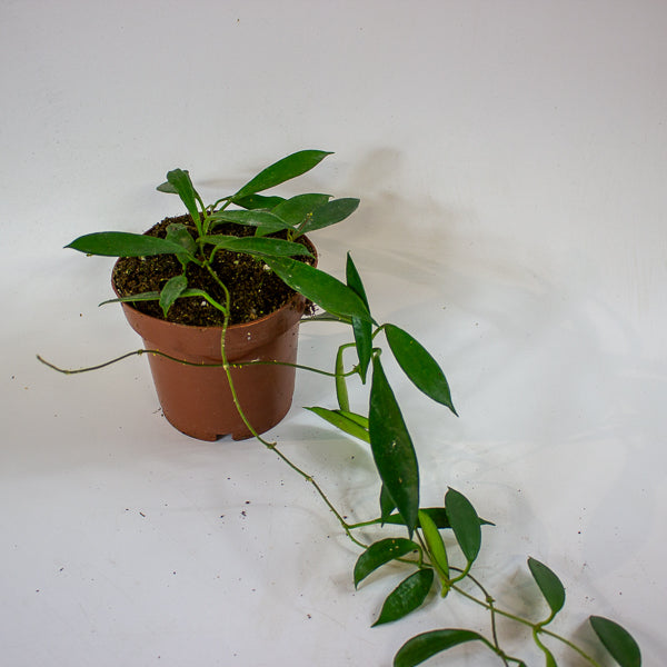 Hoya stoneana IPPS00132 12cm H15cm