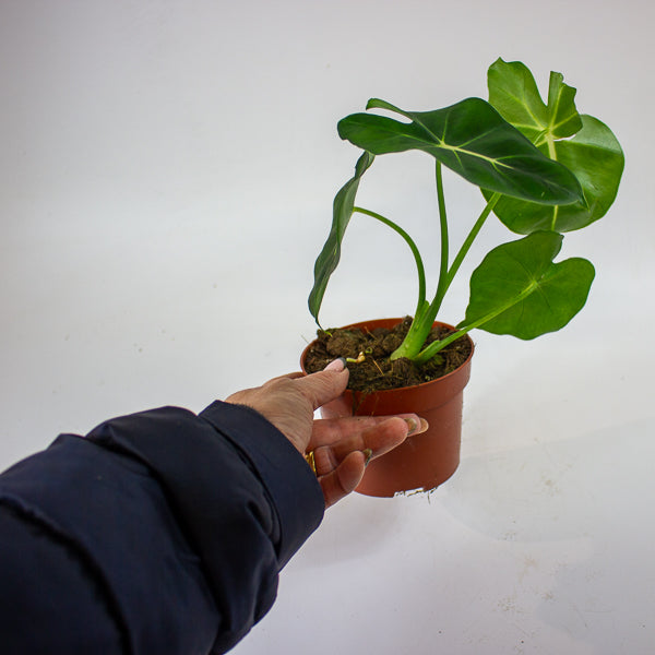 Alocasia micholitziana ROUND TYPE 8cm H10cm
