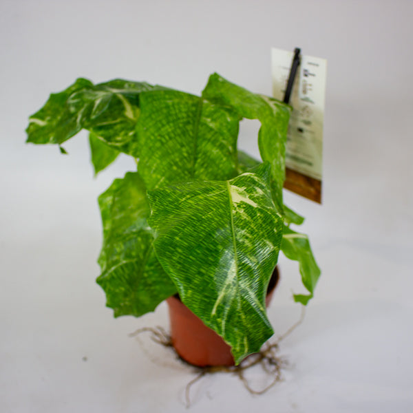 Calathea musaica 'Variegata' 10.5cm H15cm – Emm's Plant House