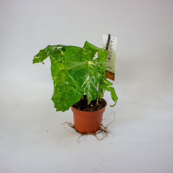 Calathea musaica 'Variegata' 10.5cm H15cm