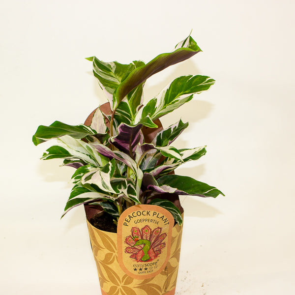 Calathea 'White Miracle' 11cm H25cm