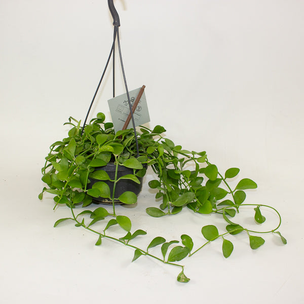 Dischidia imbricata 14cm H40cm