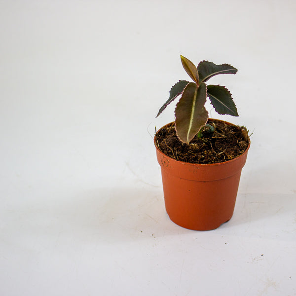 Labisia pumila 5cm H10cm