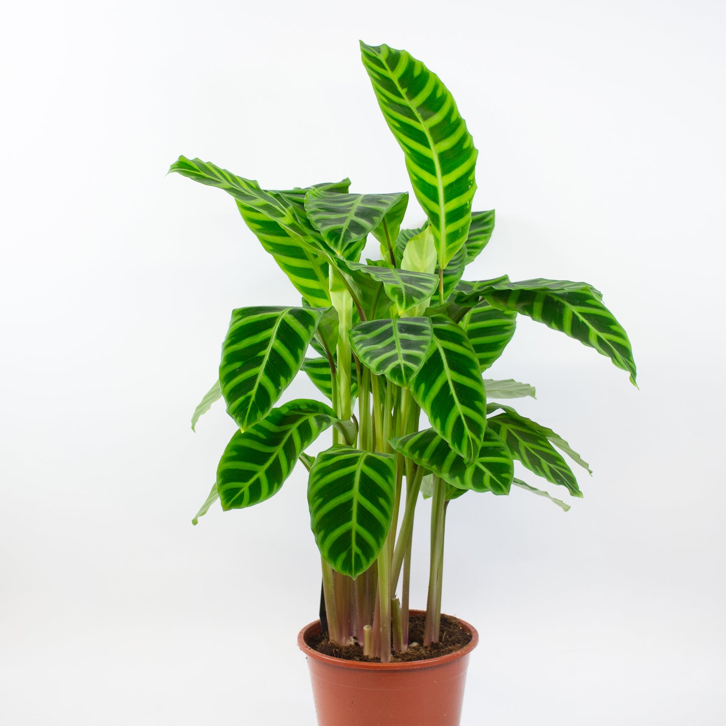 Calathea Zebrina 19cm H80cm