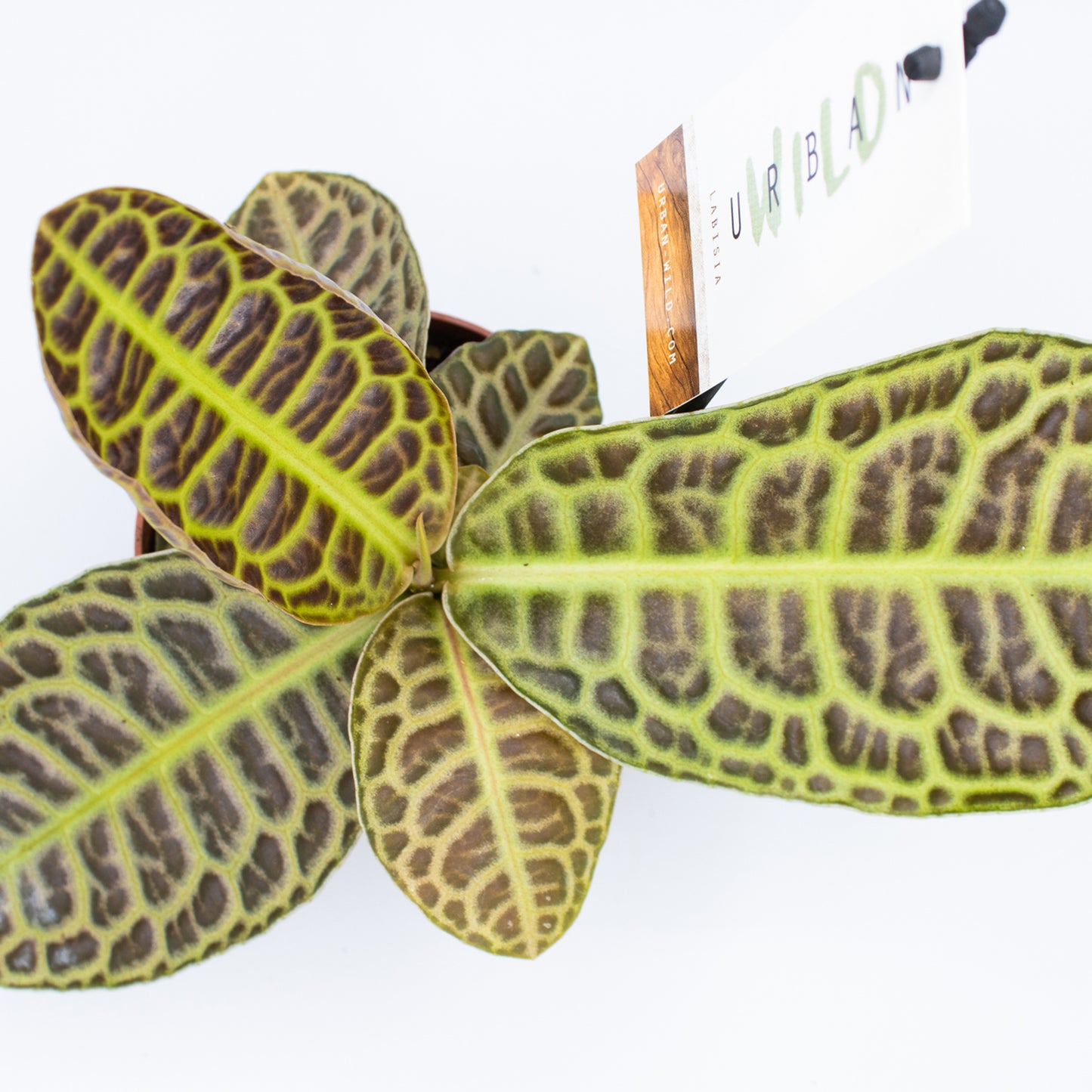 Labisia 'Turtle Back'