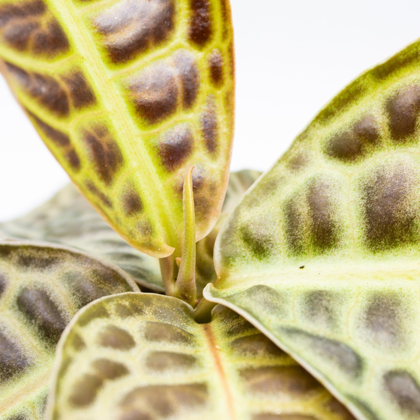 Labisia 'Turtle Back'