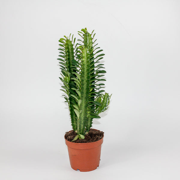 Euphorbia Trigona Green
