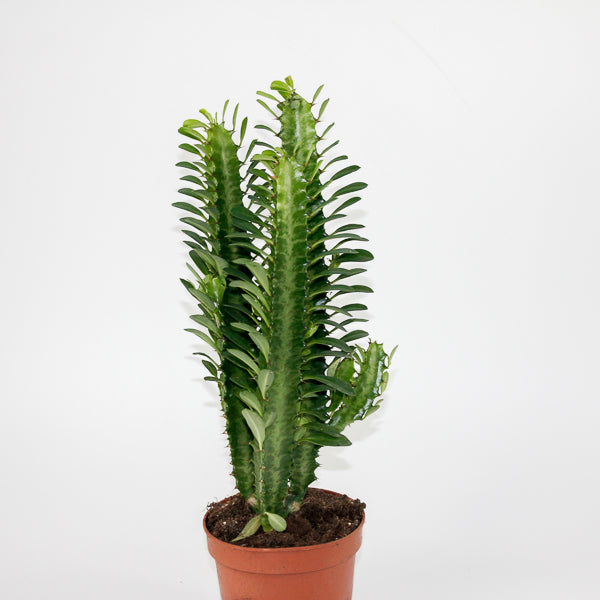 Euphorbia Trigona Green