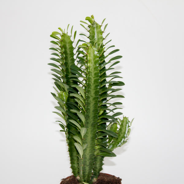 Euphorbia Trigona Green