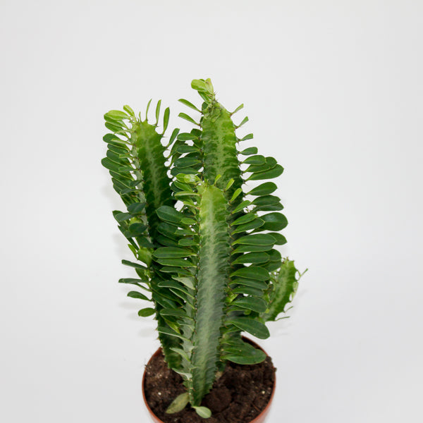 Euphorbia Trigona Green