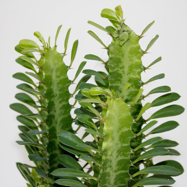 Euphorbia Trigona Green