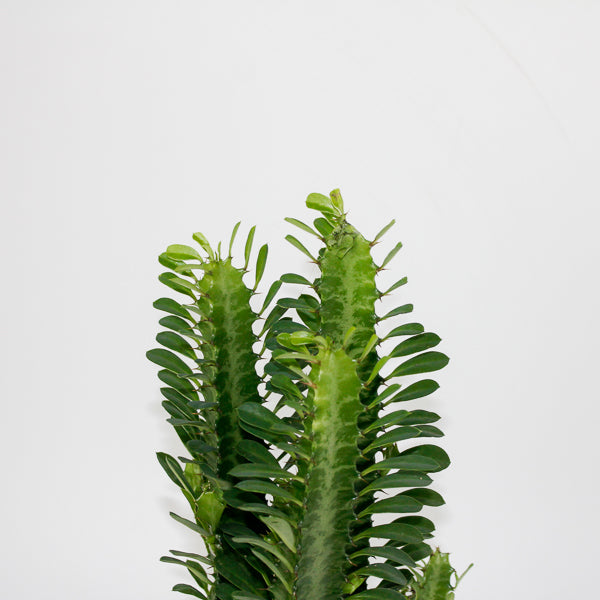 Euphorbia Trigona Green