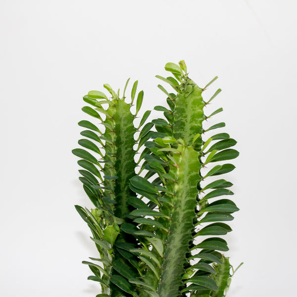 Euphorbia Trigona Green