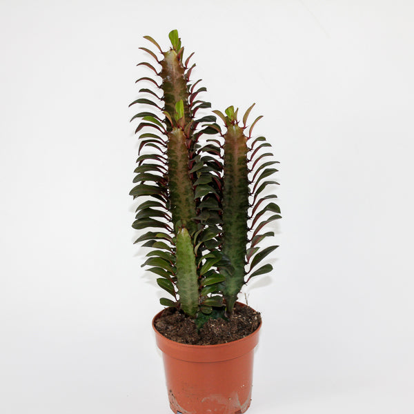 Euphorbia trigona Rubra