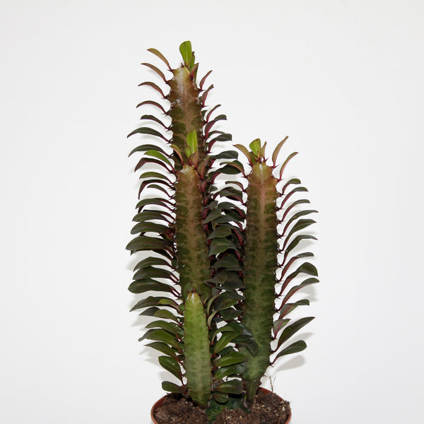 Euphorbia trigona Rubra