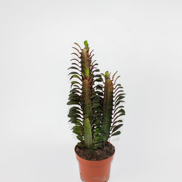 Euphorbia trigona Rubra