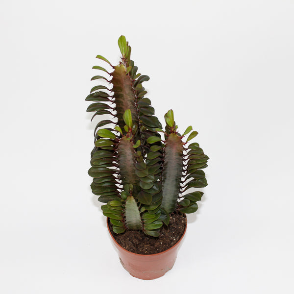 Euphorbia trigona Rubra