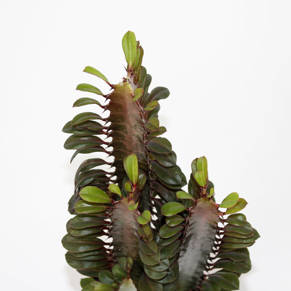 Euphorbia trigona Rubra