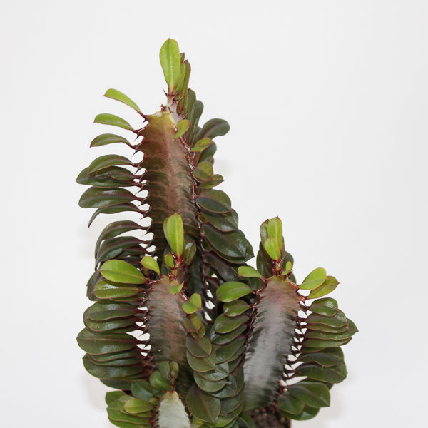 Euphorbia trigona Rubra