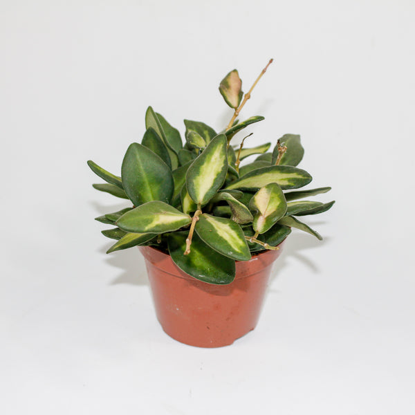 Hoya Burtoniae variegata Ø9cm H11cm