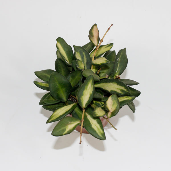 Hoya Burtoniae variegata Ø9cm H11cm