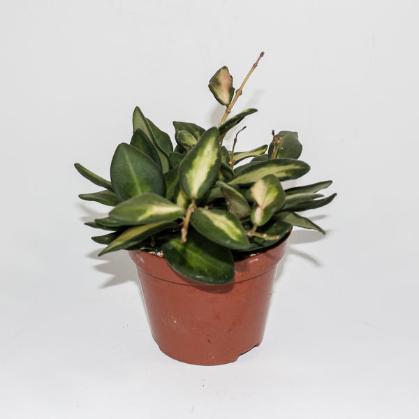 Hoya Burtoniae variegata Ø9cm H11cm