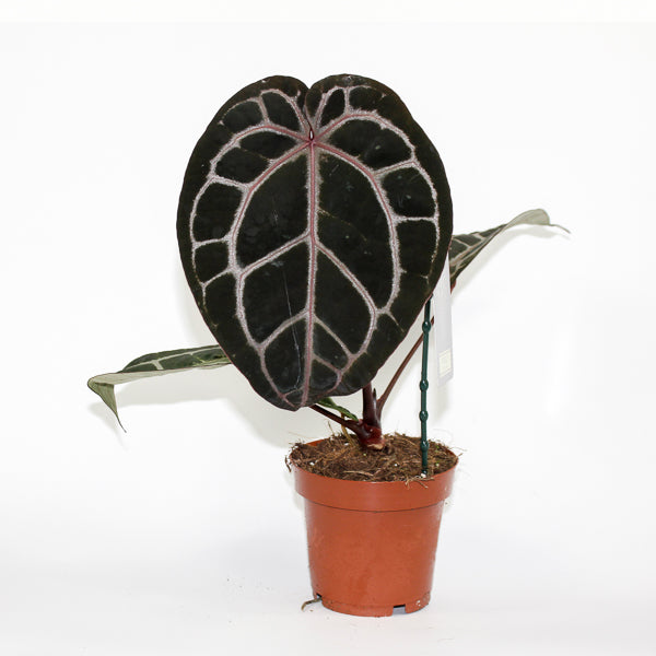 Anthurium 'Docblock Michelle'