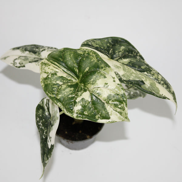 Alocasia 'Dragon Scale Albo Variegata' Ø6cm H10cm