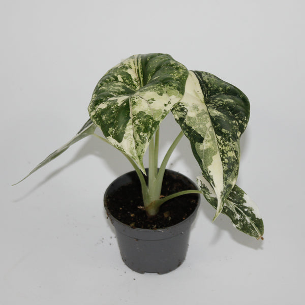 Alocasia 'Dragon Scale Albo Variegata' Ø6cm H10cm