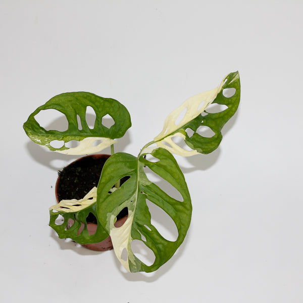 Monstera adansonii 'Variegata' Ø10.5cm H25cm