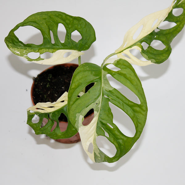 Monstera adansonii 'Variegata' Ø10.5cm H25cm