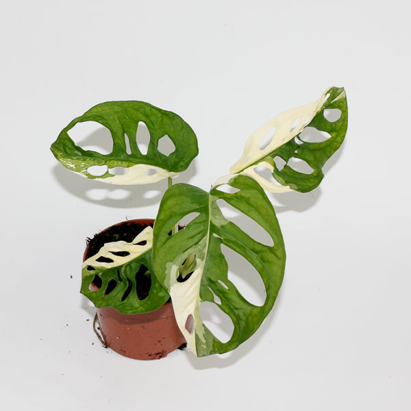 Monstera adansonii 'Variegata' Ø10.5cm H25cm