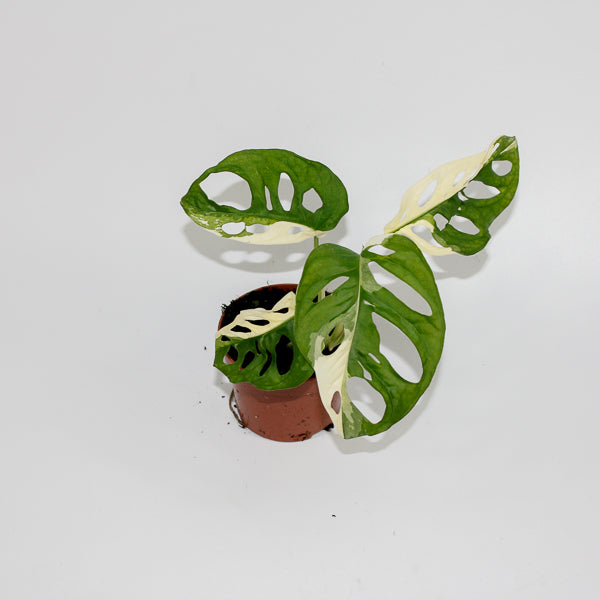 Monstera adansonii 'Variegata' Ø10.5cm H25cm