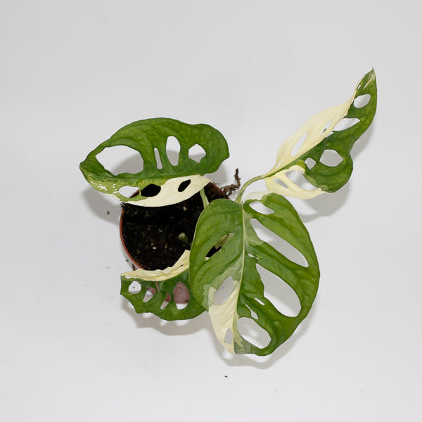 Monstera adansonii 'Variegata' Ø10.5cm H25cm