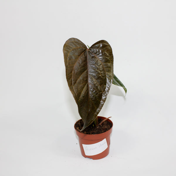 Anthurium 'Queen of Hearts' Ø9cm H15cm