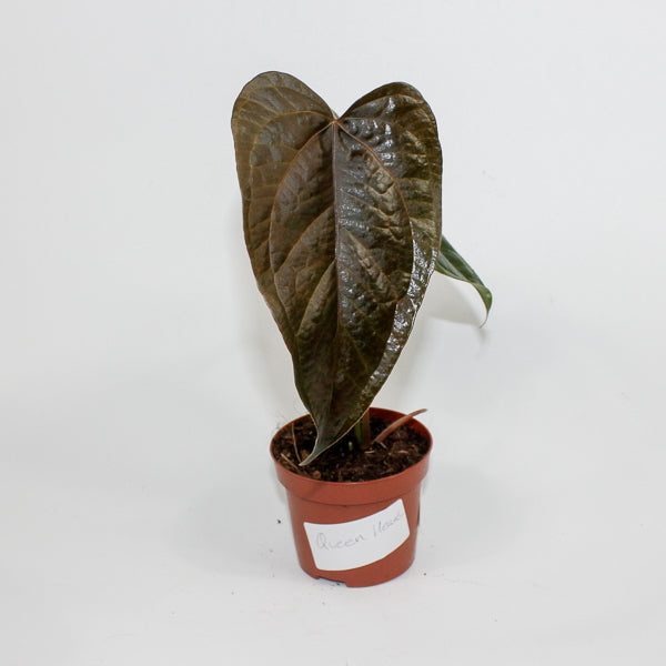 Anthurium 'Queen of Hearts' Ø9cm H15cm