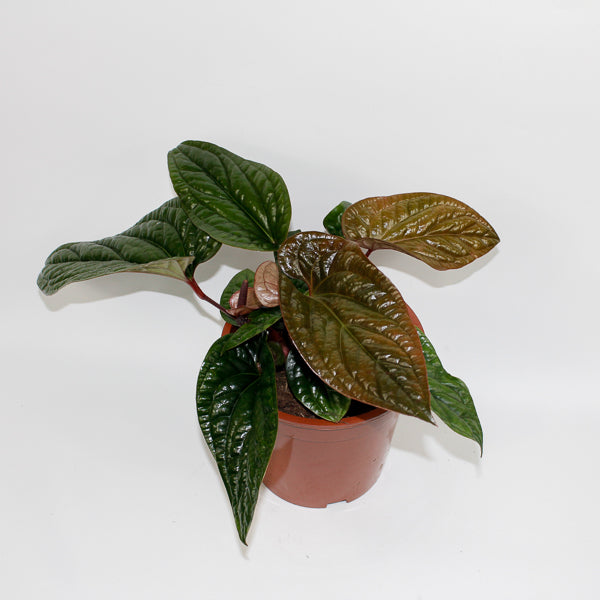 Anthurium radicans x luxurians Ø19cm H15cm