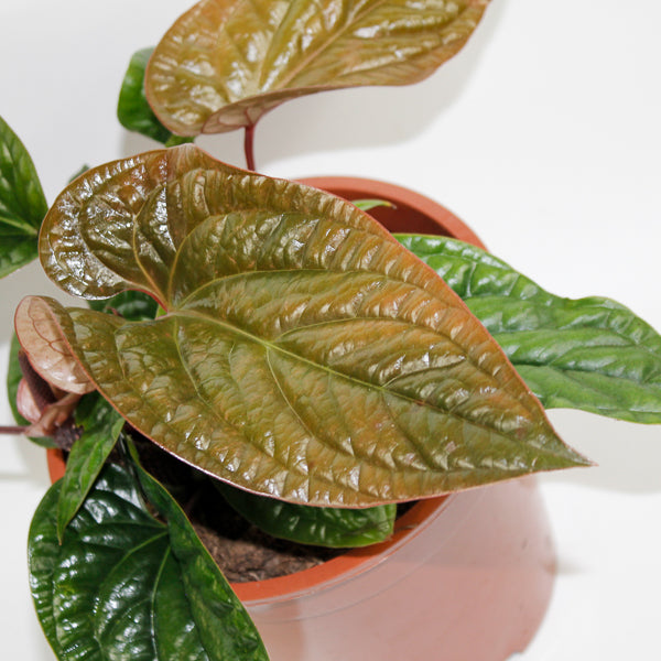 Anthurium radicans x luxurians Ø19cm H15cm