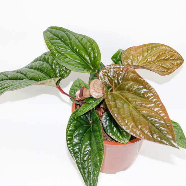 Anthurium radicans x luxurians Ø19cm H15cm