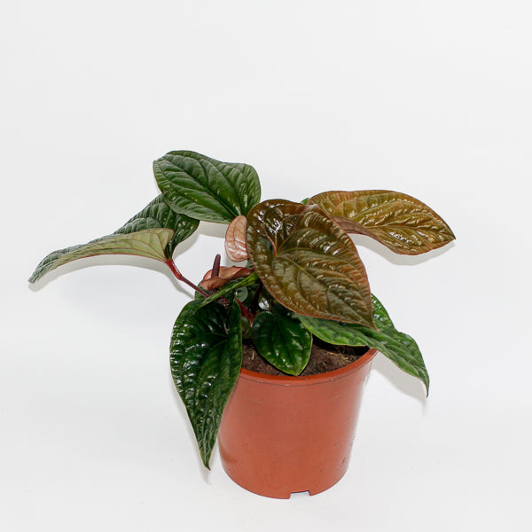 Anthurium radicans x luxurians Ø19cm H15cm