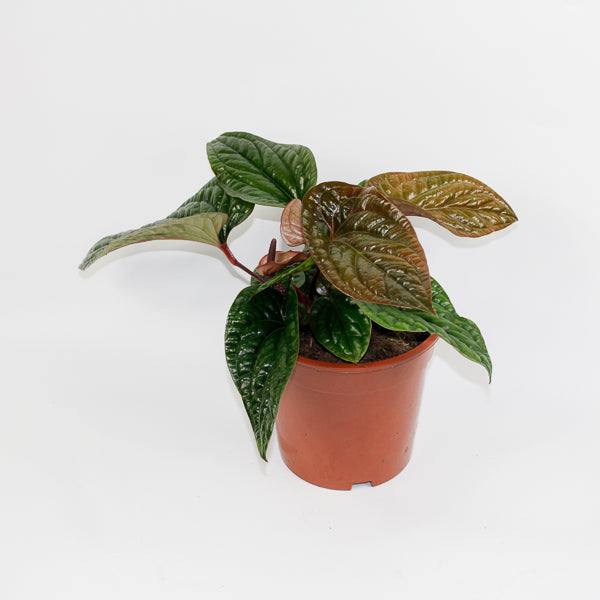 Anthurium radicans x luxurians Ø19cm H15cm