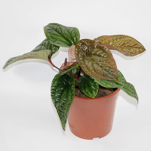Anthurium radicans x luxurians Ø19cm H15cm