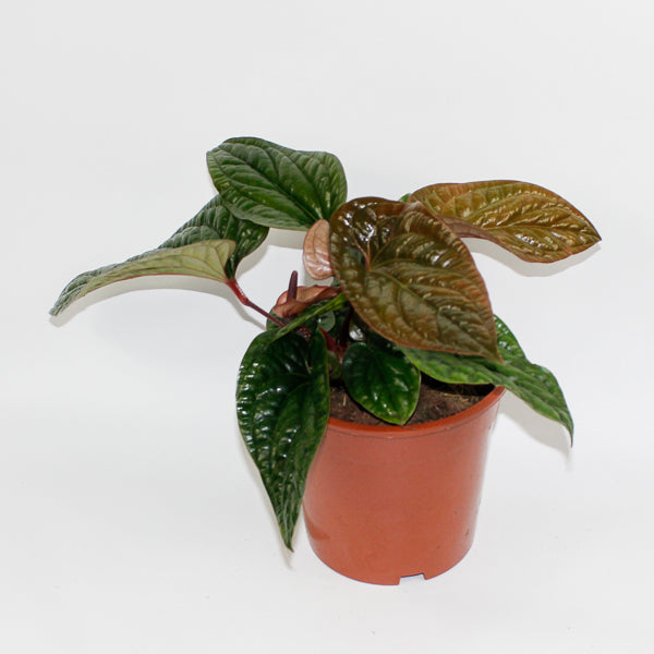 Anthurium radicans x luxurians Ø19cm H15cm