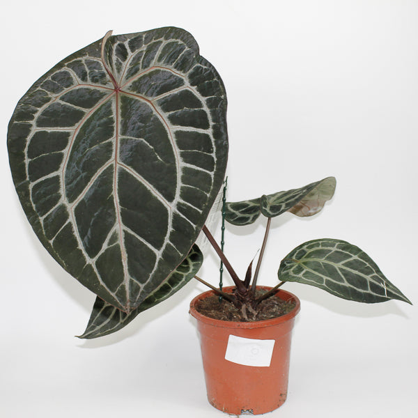 Anthurium 'Docblock Michelle' Ø17cm H40cm