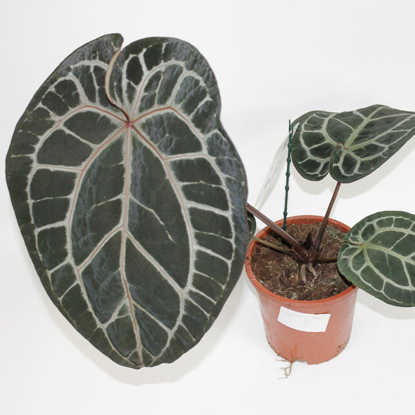 Anthurium 'Docblock Michelle' Ø17cm H40cm